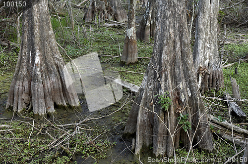 Image of Cypress trees