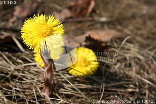 Image of Tussilago farfara