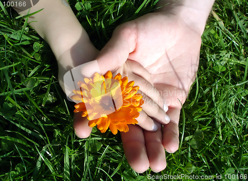 Image of Summer flower