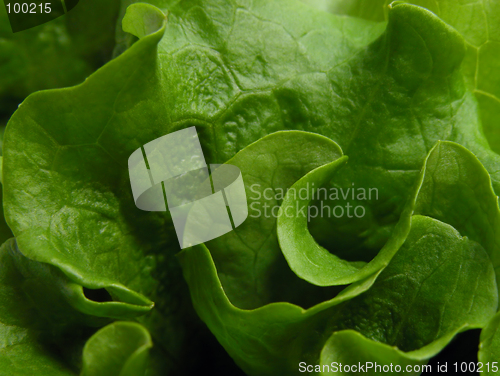 Image of Green lettuce