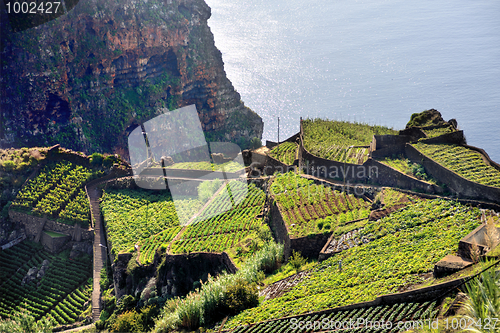 Image of South coast of Madeira island - Portugal