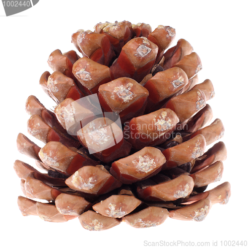 Image of Cedar cone