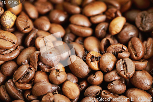 Image of Coffee crop