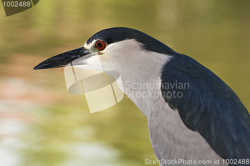 Image of Black Crowned Night Heron.