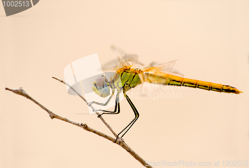 Image of Dragonfly