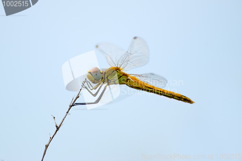 Image of Dragonfly