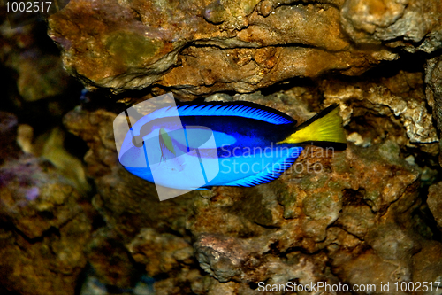 Image of Fish