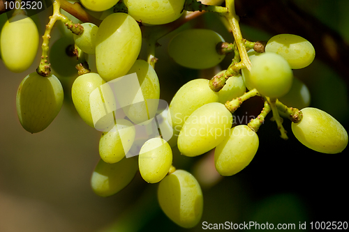 Image of Grape