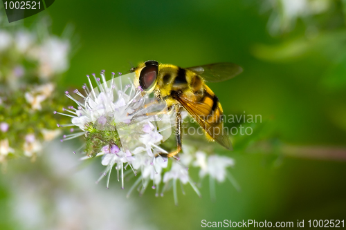 Image of The fly