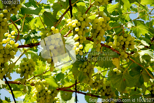 Image of Grape