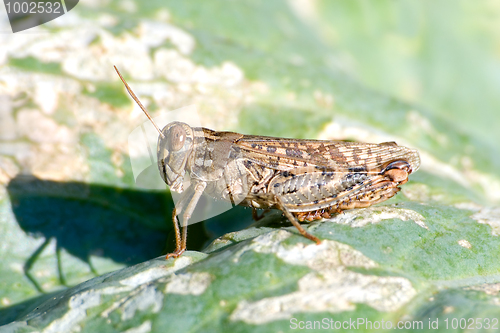 Image of Grasshopper