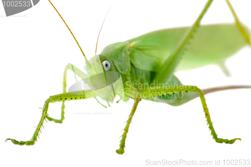 Image of Locust