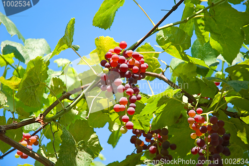Image of Grape