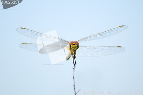 Image of Dragonfly