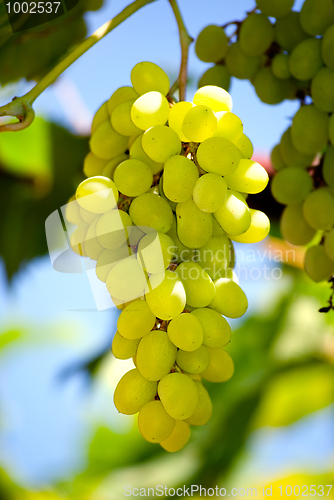 Image of Grape