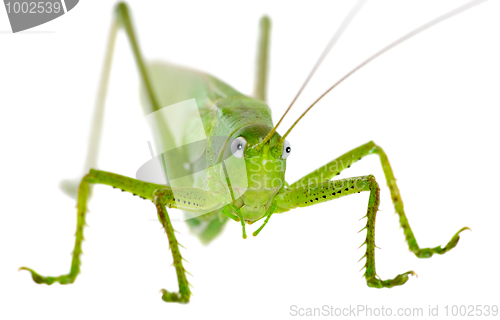 Image of Locust