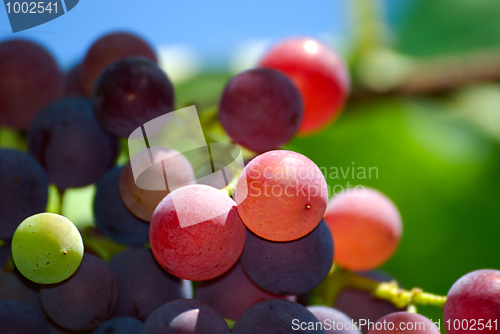 Image of Grape