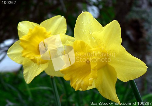 Image of daffodils