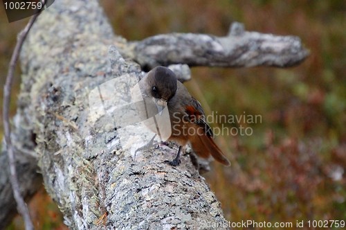 Image of Siberian Jay