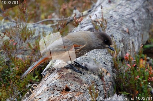 Image of Siberian Jay