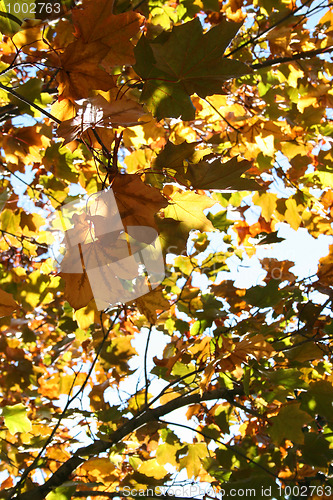 Image of Autumn leaves