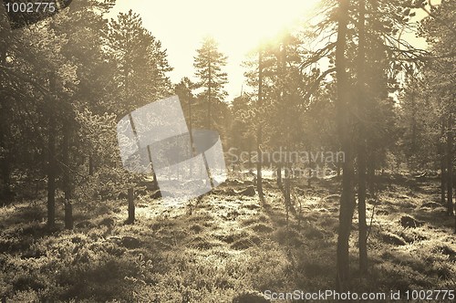 Image of Sunrise