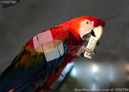 Image of parrot eating 1 dollar bank note