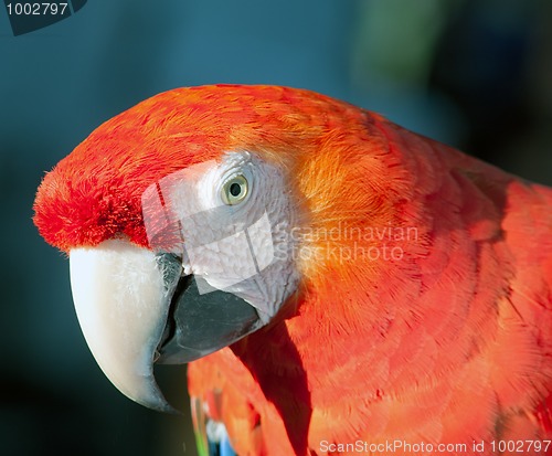 Image of colorful parrot