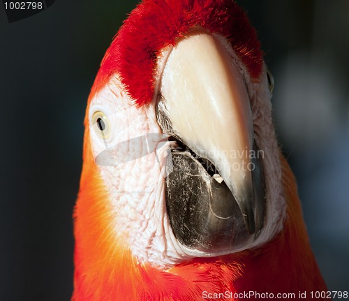 Image of colorful parrot