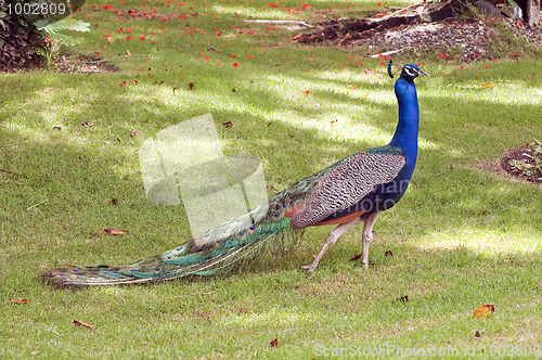 Image of Colorful peacock.