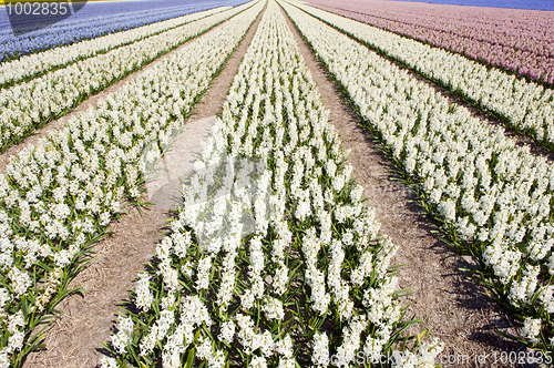 Image of Flowerbed