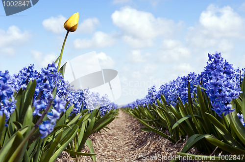 Image of Tulip and Hyacinths