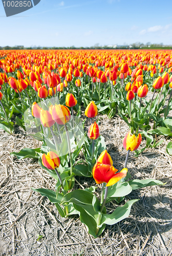 Image of Millions of tulips