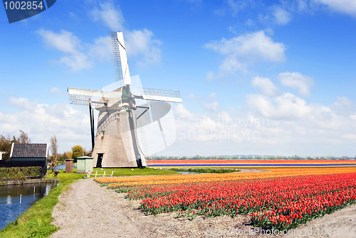 Image of Windmill and flower fields