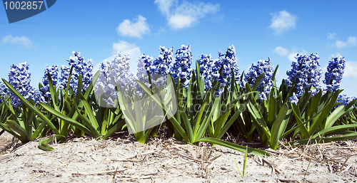 Image of Hyacinths