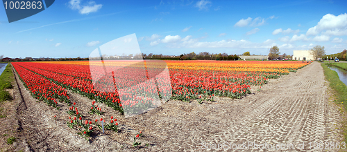 Image of Endless tulips