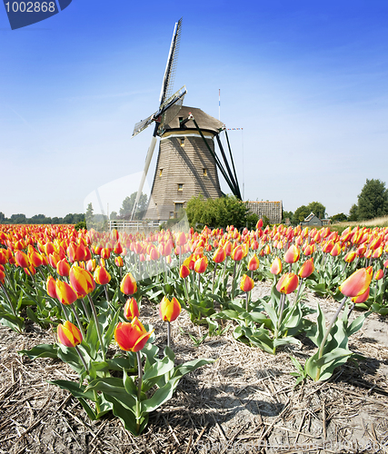 Image of Windmill and tulips