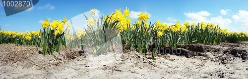 Image of Narcissus Field