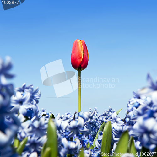 Image of Single tulip