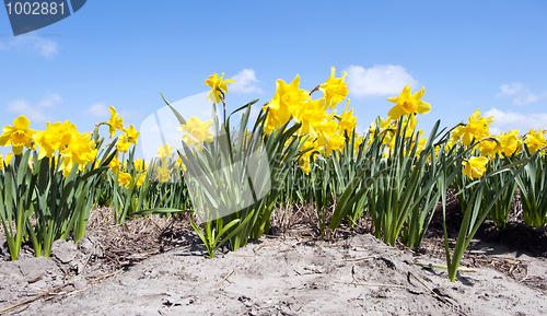 Image of Daffodil Flower bed