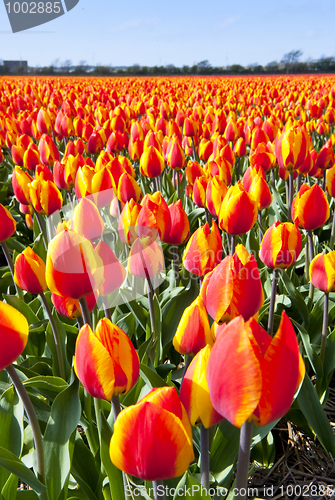 Image of Tulip flower bed