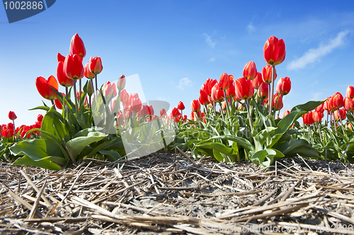 Image of Tulips