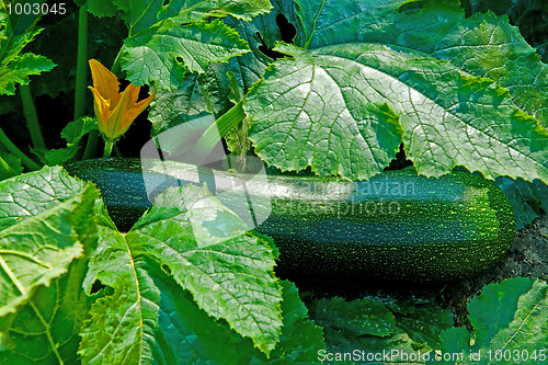 Image of Courgette