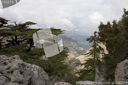 Image of Lebanese Cedars