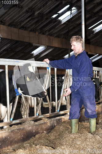 Image of Farmer and cow