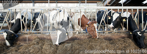 Image of Feeding Cattle