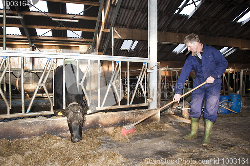 Image of Cleaning a stable