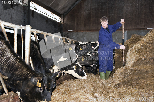 Image of Feeding calfs