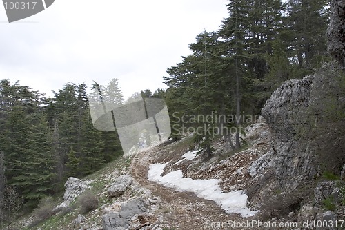 Image of Lebanese Cedars