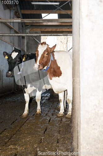 Image of Curious Cows